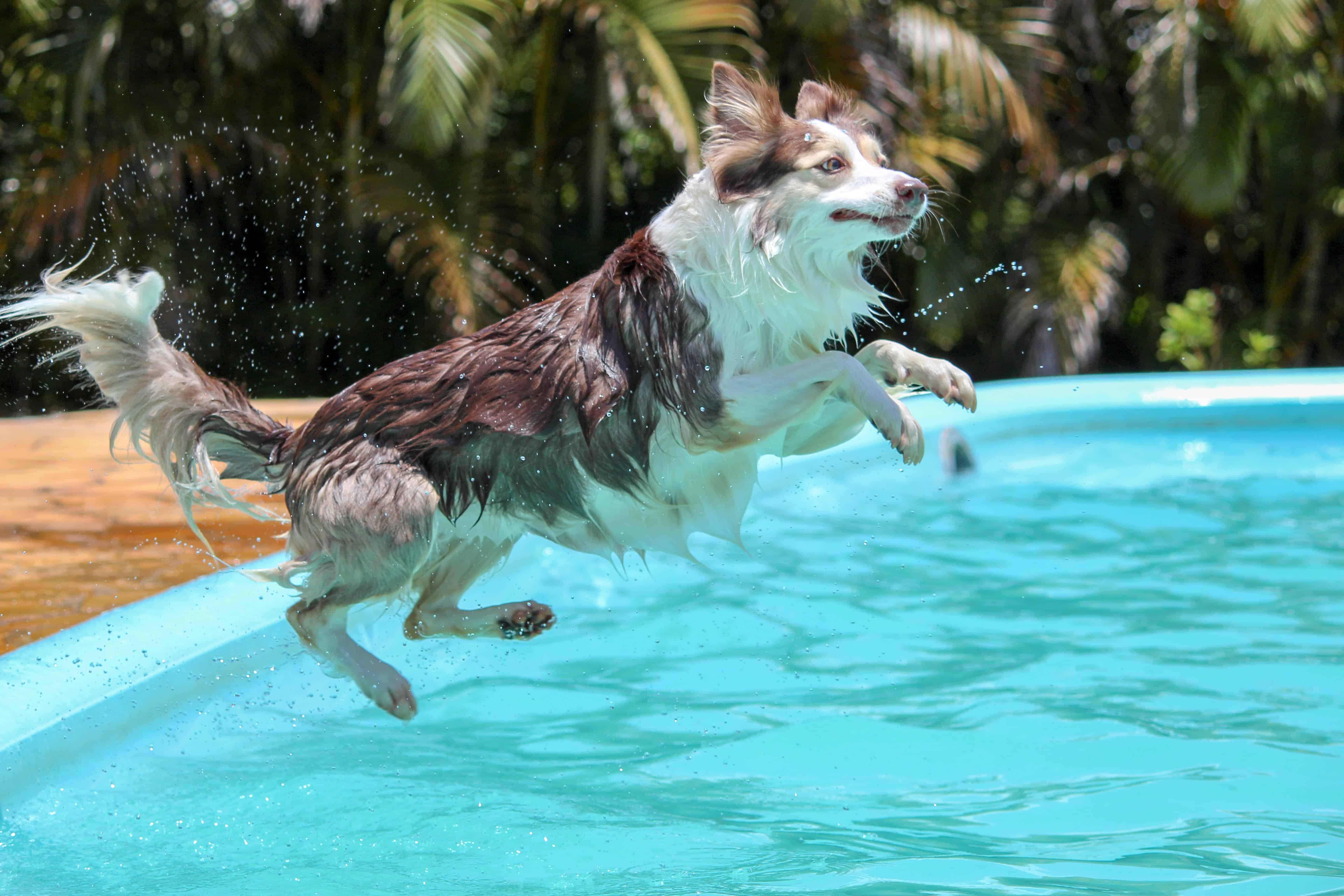 Lay Z Spa Vegas: Der ultimative Test 2019 2 Hund springt in Pool